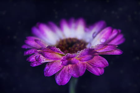 close-up photo of pink gerbera daisy flower thumbnail