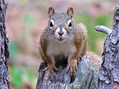 close-up photo of squirrel on wood thumbnail