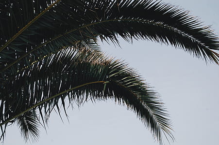 low angel view of palm tree thumbnail