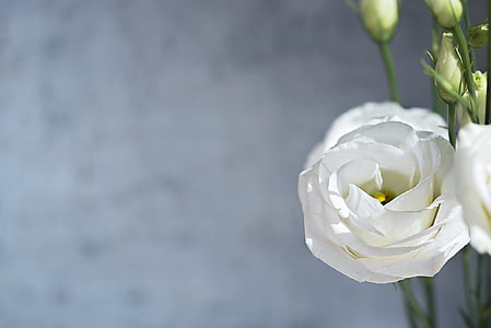 shallow photo of flower thumbnail