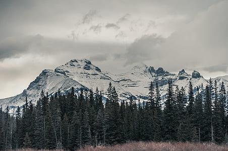 photo of green pine trees in front of tall mountain thumbnail