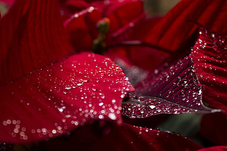 purple leaves lot thumbnail