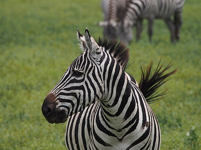 wildlife photography of white and black zebra thumbnail