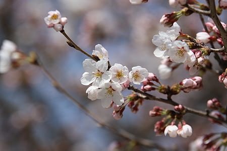 selective focus photography of white petaled flowers on bloom thumbnail