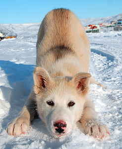 brown and white Siberian husky puppy on snow during daytime thumbnail