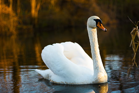 white swan floating on water near grass thumbnail