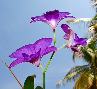 low angle photo of purple orchids thumbnail