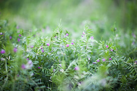 selective focus photo of green grass thumbnail