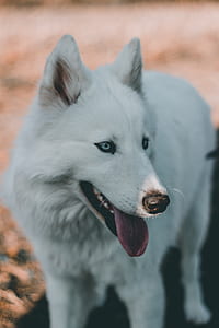 close up photo of long-coated white dog thumbnail