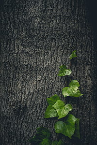 green leaves on tree stem thumbnail