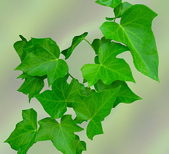 green devil's ivy plant thumbnail