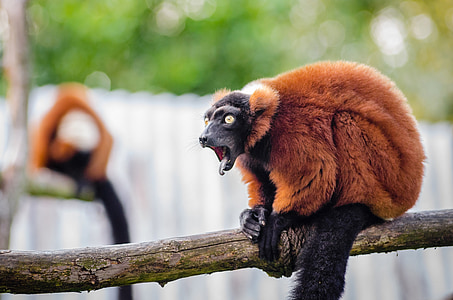 brown and black monkey sitting on tree branch thumbnail