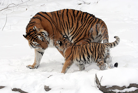 Siberian Tiger with Cub - Panthera tigris altaica thumbnail