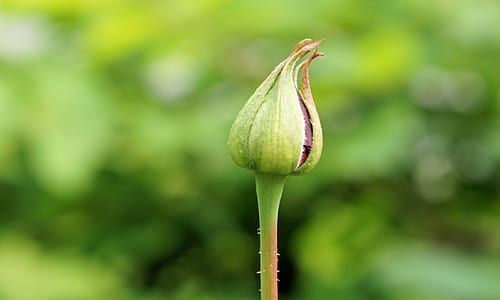 close-up photo of flower bud thumbnail