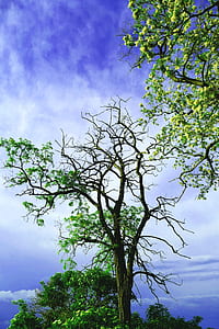 green leafed trees under blue sky thumbnail