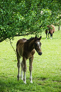 brown and white horse thumbnail