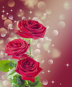 red rose illustration thumbnail