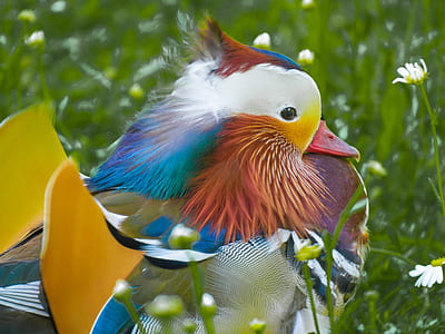 closeup photo of white, brown, and blue bird thumbnail