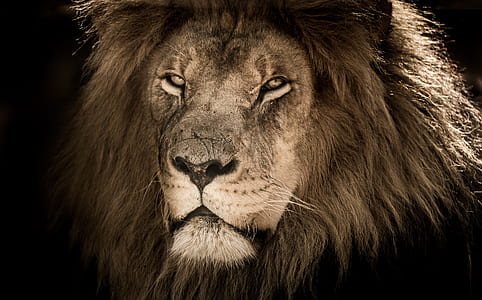 brown lion thumbnail