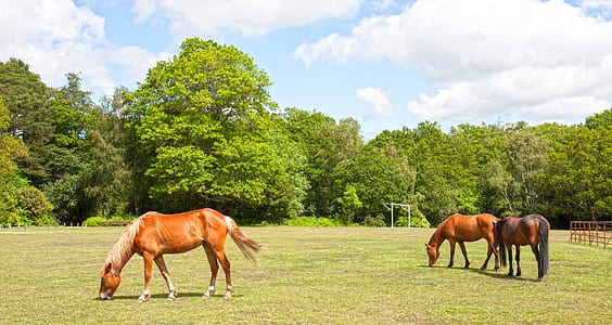 three brown horses on grass field thumbnail