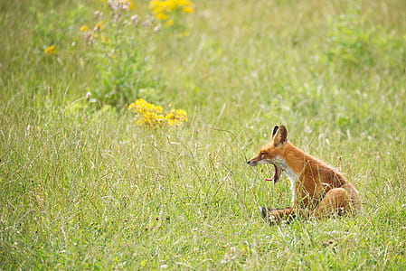 brown dog near yellow flowers thumbnail