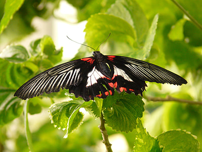Scarlet Schwalbenschwanz, Butterfly thumbnail