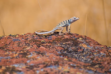 selective focus photography of brown lizard thumbnail