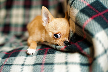 selective focus photography of brown chihuahua lying on green and red plaid textile thumbnail