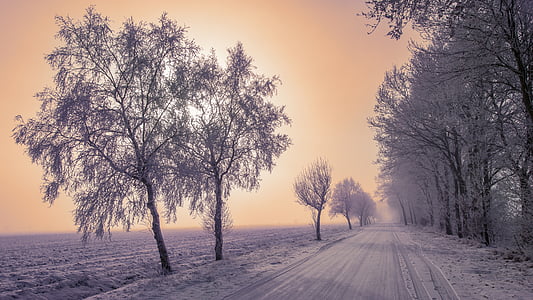 gray leaf trees thumbnail