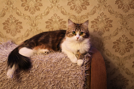 cat lying on couch thumbnail
