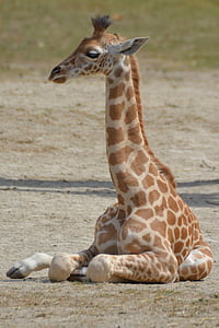 giraffe thumbnail