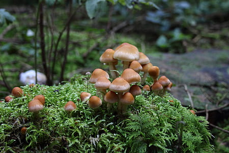mushrooms and plants thumbnail