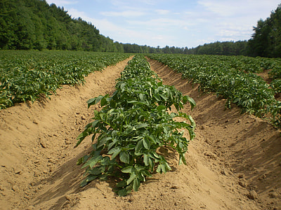 green plant fields near forest during daytime thumbnail