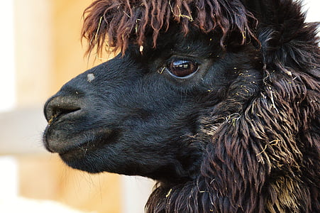 black and brown alpaca near white and yellow wall thumbnail