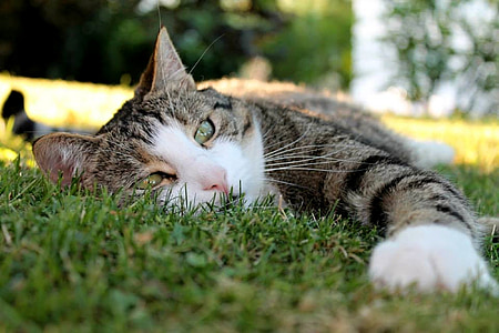 gray Tabby cat thumbnail