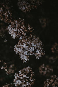 selective focus photography of white lilac flower thumbnail