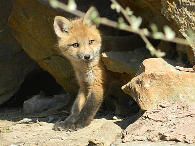 photography of brown fox thumbnail