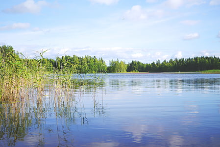 plants on body of water thumbnail