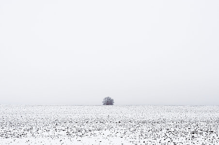 bare tree on the center of snow field thumbnail