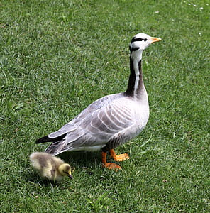 gray and white duck beside chick on grass thumbnail