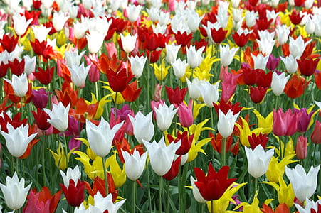 flower field thumbnail