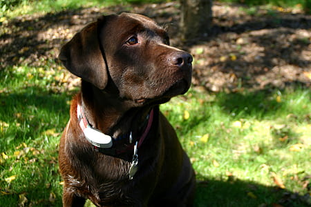 adult chocolate Labrador retriever sitting on grass field thumbnail