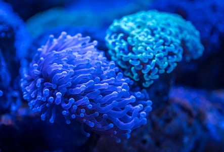 Blue Anemone thumbnail