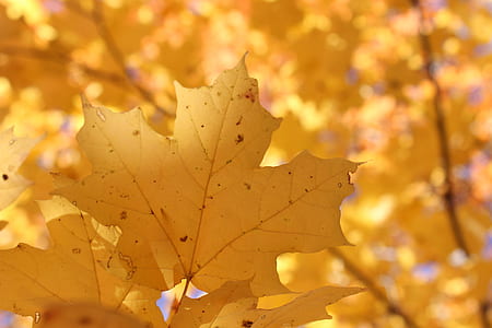 shallow focus photography of yellow maple leaf thumbnail