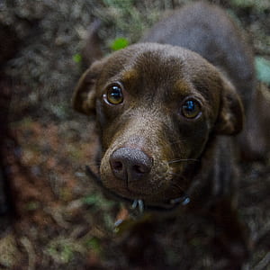 selective focus photography of tan dog thumbnail