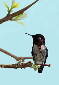 brown and black hummingbird on tree branch thumbnail