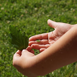 person holding green leaf thumbnail