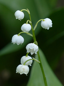 macro shot of white flowers thumbnail