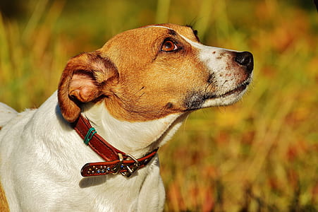 selective focus photo of tan and white dog thumbnail