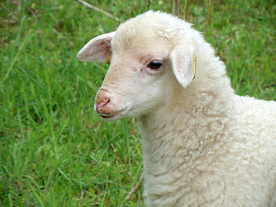 white sheep thumbnail
